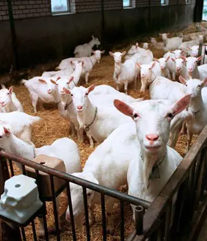 Geitje Goats
